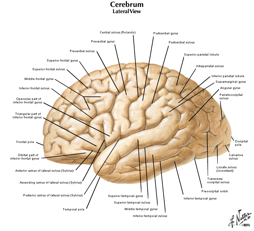 Duke Neurosciences Lab Surface Anatomy Of The Brain