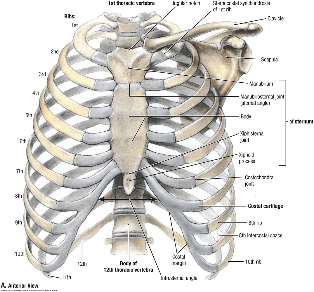 Может ли в цепи ребер. Нумерация ребер грудной клетки. Ребра анатомия Синельников. Строение скелета человека фото с описанием костей грудной клетки. Грудная клетка анатомия 10 ребро.