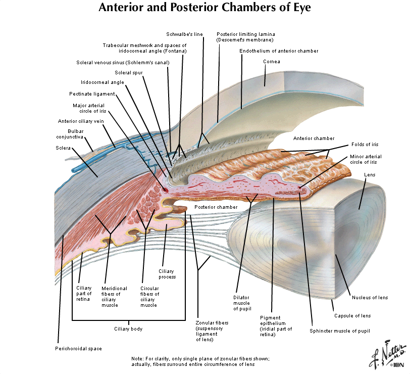 Duke Histology - Eye and Eyelid