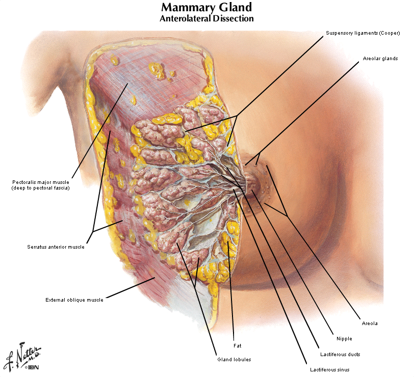 School Girl Image Xxx - Duke Pathology - Breast & Female Reproductive System