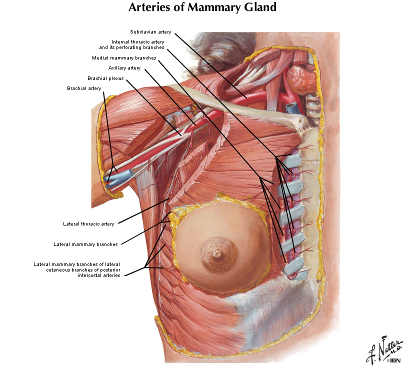 School Lady Xxx - Duke Pathology - Breast & Female Reproductive System