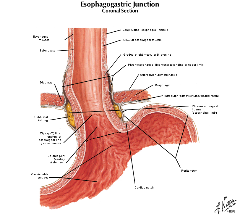 Какие железы в пищеводе. Переход пищевода в желудок анатомия. Анатомия пищеводно желудочного перехода. Верхняя треть пищевода анатомия. Строение стенки пищевода.