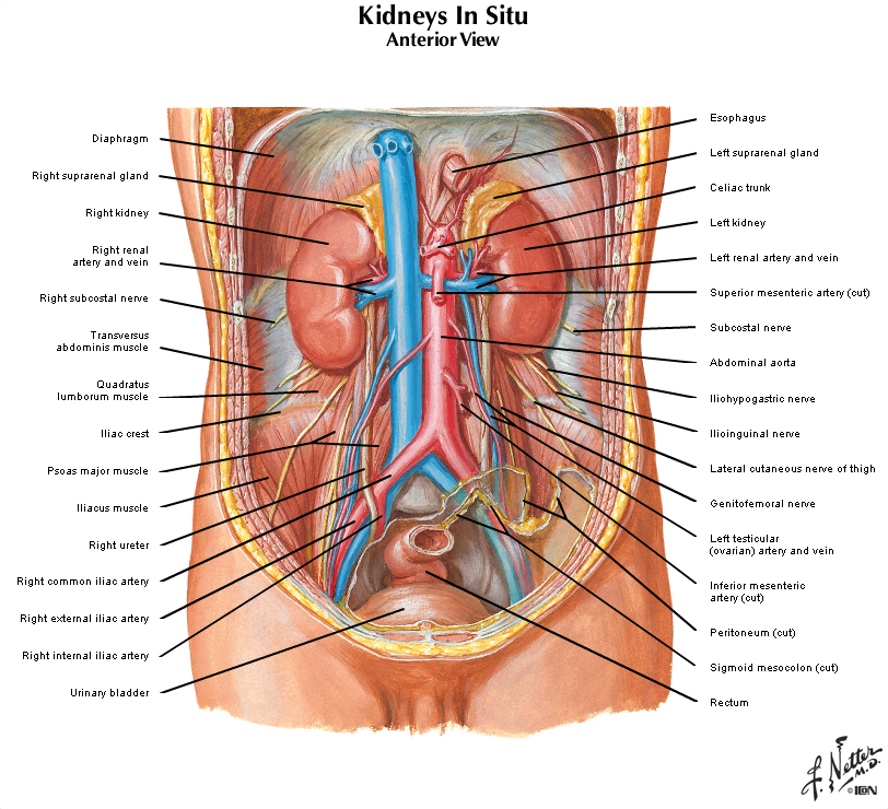 Строение мужчины внутренние органы фото. Строение органов женщины. Анатомия женщины органы. Женские внутренние органы расположение. Строение мужского тела.