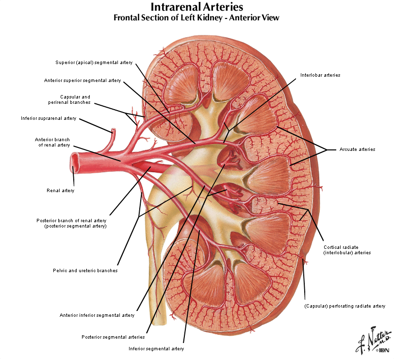 Duke Dpt Histology Urinary System