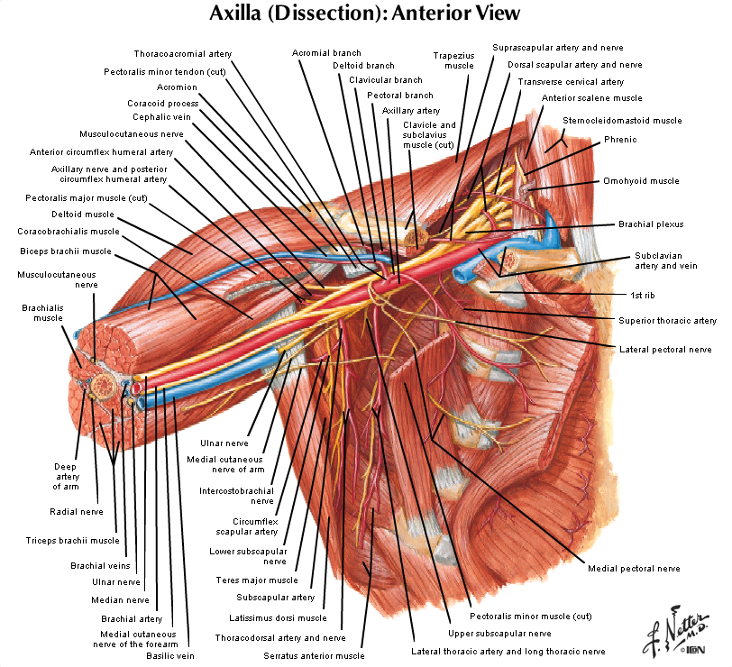 Duke Anatomy Lab 10 Shoulder Axilla Arm