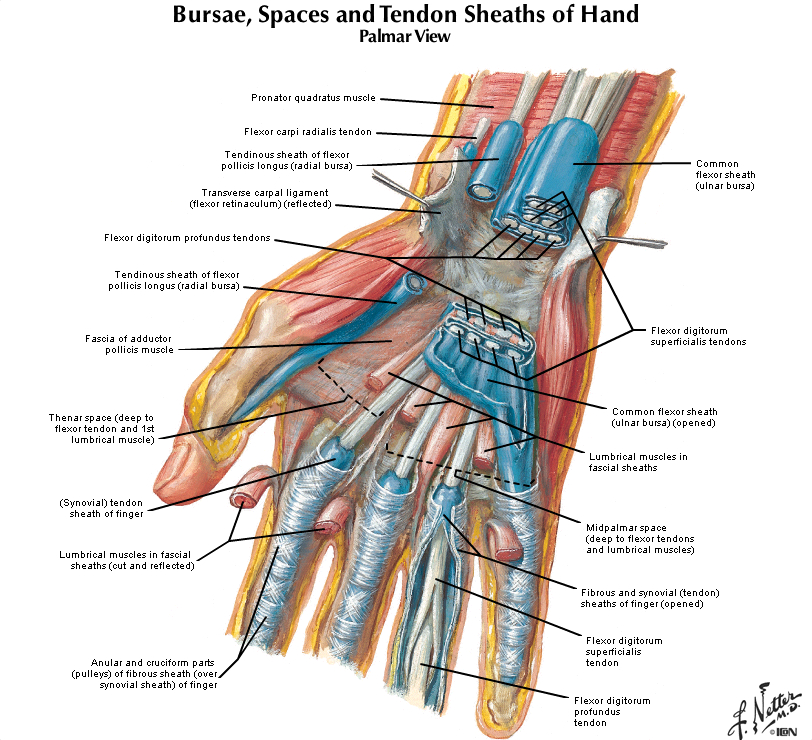 Сухожилия кисти руки. Сухожилие ладонного сгибателя кисти. Синовиальные влагалища сухожилий ладонной поверхности кисти. Синовиальные влагалища кисти анатомия. Мышцы кисти Неттер.
