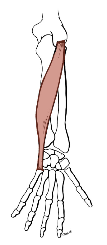 Muscles of the leg and foot, artwork - Stock Image - C020/8294